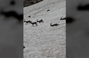 Tunceli’de dağ keçileri ve ayılar aynı bölgede görüntülendi 