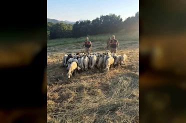 Tunceli’de kayıp küçükbaş hayvanlar dron desteğiyle bulundu 