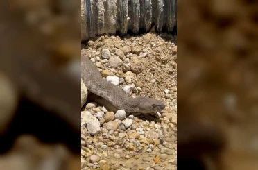 Tunceli’de koca engerek yılanı görüntülendi 