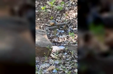 Tunceli’de kocabaş yılan, sincabı avladı 