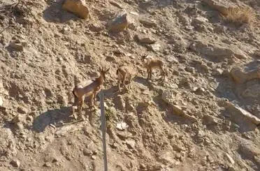 Tunceli’de nesli tükenme tehlikesi altında olan dağ keçileri görüntülendi
