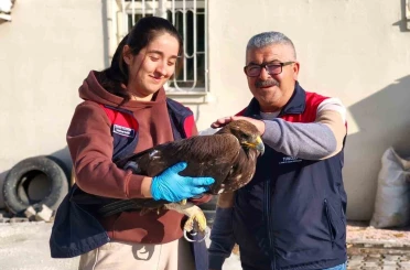 Tunceli’de yaralı halde bulunan kartal, tedavi altına alındı 