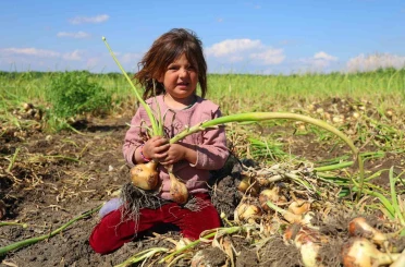 Turfanda soğanda hasat başladı, fiyatı arz-talep belirleyecek 