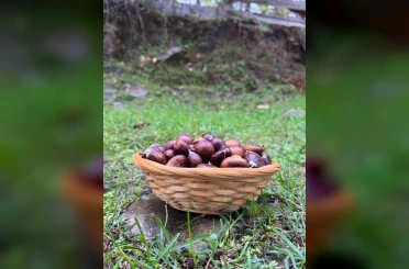 Türkeli’de kestane sezonunda vatandaşlar ormana akın etti 