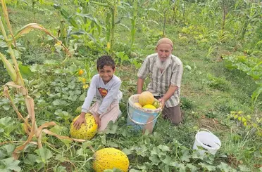 Türkeli’de küçük üretim, büyük ürün verdi
