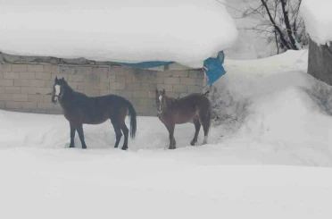 Türkiye-İran sınırında terk edilen 2 at kurtarıldı 