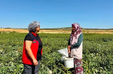 Turşuluk salatalık hasadı sürüyor
