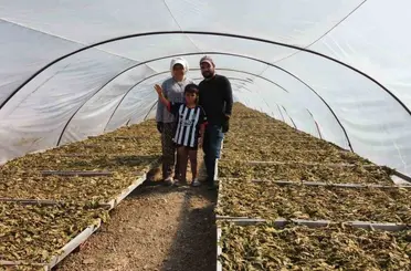 Tütün tarlası onları hayat arkadaşı yaptı
