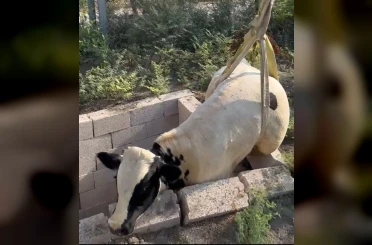 Tuvalet kuyusuna düşen boğa itfaiye ekipleri tarafından kurtarıldı 