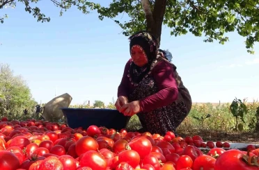 Üç yıl ömürlü ev yapımı salçalar pişirilmeye başlandı 