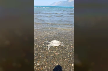 Ula’da sahilde Caretta Caretta bulundu 