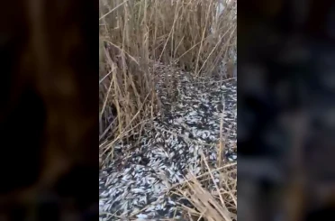 Uluabat Deresi’nde binlerce balık ölü bulundu 