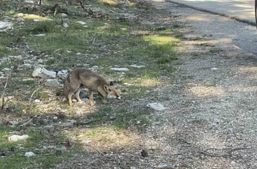 Uludağ dönüşü sürpriz misafir: Aç tilkiye peynirli kraker ikramı 