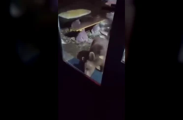 Uludağ’da ayı ailesi kamerada...Ani hareket paniğe neden oldu 