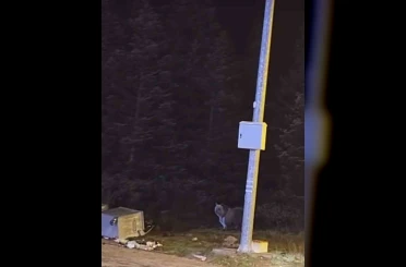 Uludağ’da kış uykusuna yatmayan ayılar, çöp konteynerlerini talan etti 