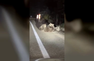 Uludağ’da vahşi doğanın en tatlı anı... Anne ayı yavrularını emzirirken görüntülendi 