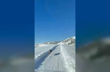 UMKE ekiplerinin hasta yolculuğuna kurt eşlik etti 