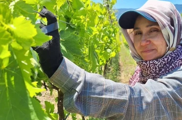 Üreticiler üzüm için zamana karşı yarışıyor 