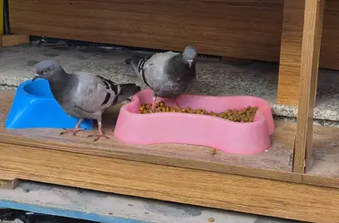 Üşüyüp acıkan güvercinler kediler için konulan kuru mamaları yedi
