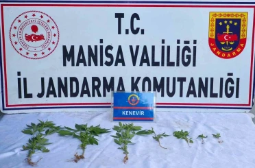 Üzüm bağında kenevir ele geçirildi 