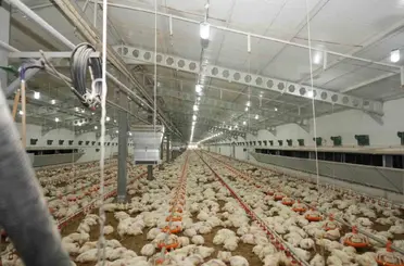 Üzümlü’de tavuk çiftliğinde inceleme yapıldı
