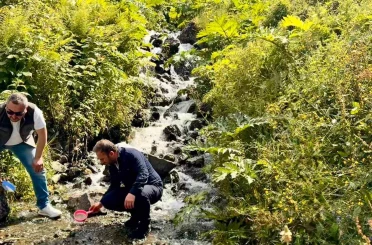Uzungöl ve çevresindeki derelere 15 bin kırmızı benekli yavru alabalık bırakıldı 