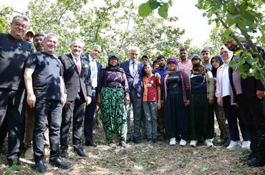 Vali Makas, Cumayeri’nde fındık hasadına katıldı
