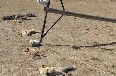 Van’da korkunç manzara: Düşen enerji hattı yaban hayvanlarını öldürdü 