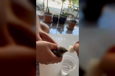 Vatandaşlar sıcaktan bitkin düşen ebabil kuşuna su verdi 