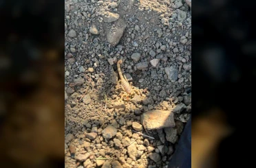 Vişne toplarken akrep sokan şahıs hastaneye kaldırıldı 