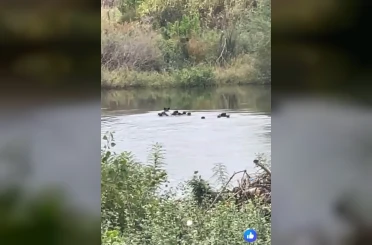 Yaban domuzları Meriç Nehri üzerinden Yunanistan’a geçti 