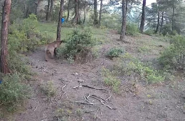 Yaban hayvanları fotokapana böyle yansıdı 