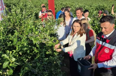 Yaban mersini meyvesinde yüksek rekolte 