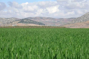 Yağışlar buğday üreticisinin yüzünü güldürdü 