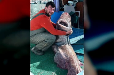 Yalova açıklarında 4 metre uzunluğunda köpek balığı ağa takıldı 
