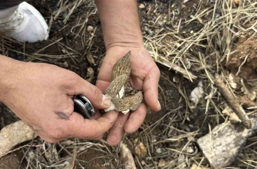 Yanan ormanlık alanda kuzugöbeği mantarı bolluğu: Köylülerin gelir kaynağı oldu 