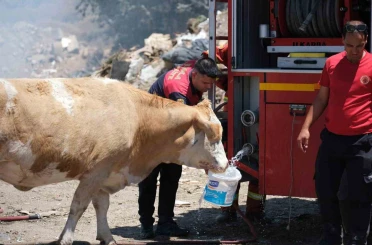 Yangın bölgesinde susayan ineklere temiz can suyu 