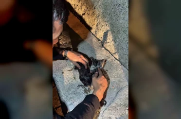 Yangında mahsur kalan kedileri itfaiye ekipleri kurtardı 
