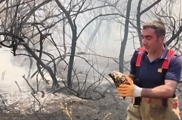 Yangının ortasında kalan kaplumbağayı itfaiye ekipleri kurtardı 
