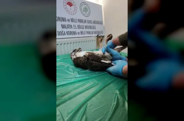 Yaralı bulunan şahin, tedavisinin ardından doğaya salındı 