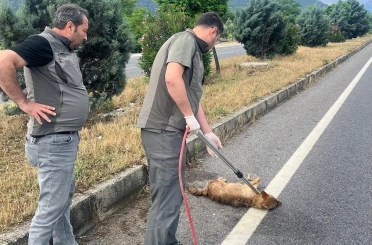 Yaralı çakal tedavi altına alındı 