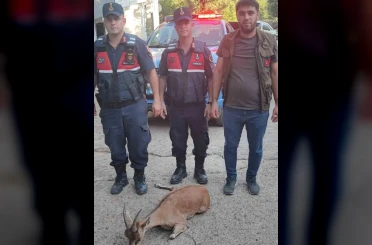 Yaralı dağ keçisini jandarma kurtardı 