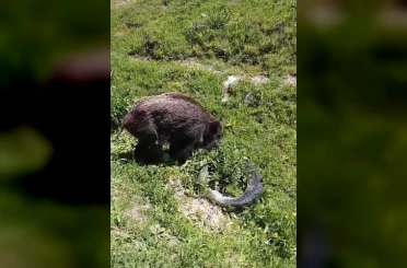 Yaralı domuz köy yakınlarında görüntülendi 