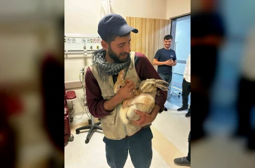 Yaralı hamile tavşan, devlet hastanesi bahçesinde tedavi edildi 