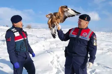 Yaralı kızıl şahin koruma altına alındı
