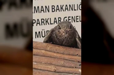 Yaralı kuşlar Doğa Koruma ve Milli Parklar ekipleri sayesinde hayata tutundu 