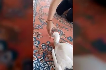 Yaralı leyleğe sahip çıktı 