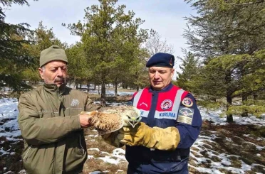 Yaralı Şahin’e Jandarma ekiplerinden yardım eli 