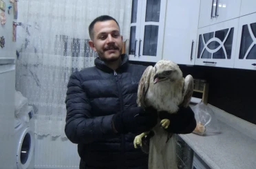 Yaralı şahini evine götürdü ve ekiplere teslim etti