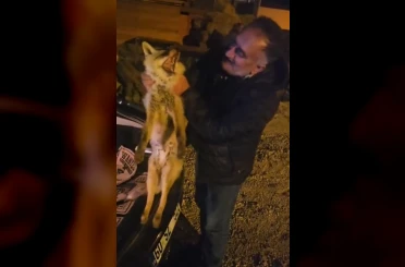 Yaralı tilki için seferber oldu 